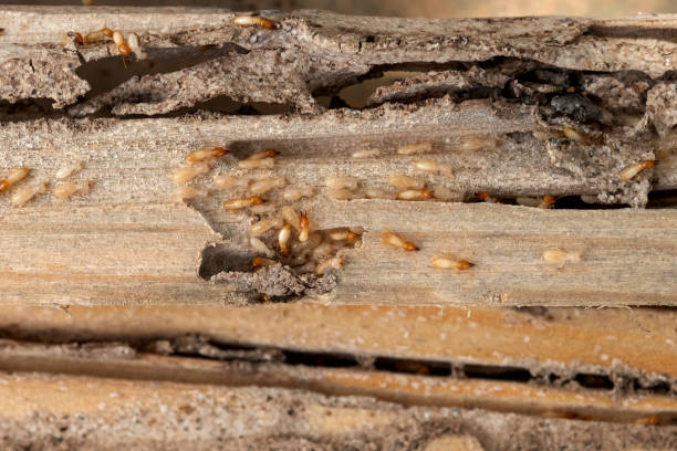 Spider Control Near Me in Macon, GA